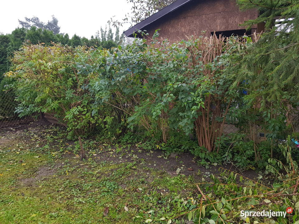 Działka rod w centrum miasta Sochaczew sprzedam