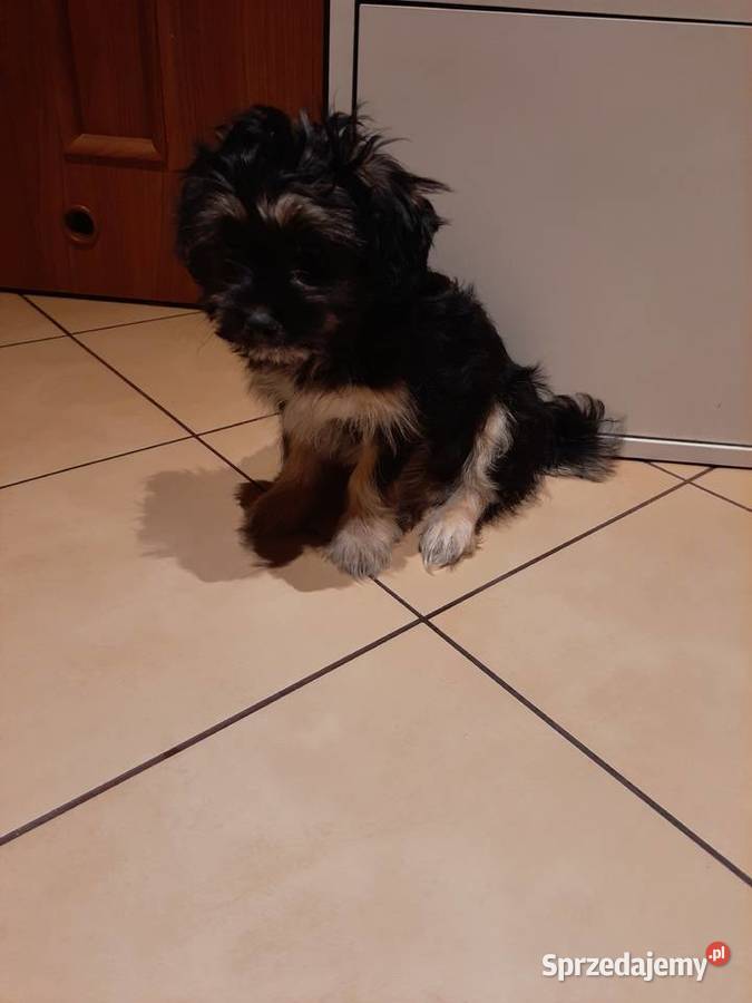 Hybryda shih tzu maltanczyk Kielce sprzedam