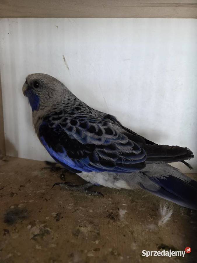 Rozelle Ptaki wielkopolskie Szymanowice sprzedam