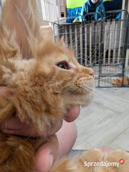 Maine Coon kocur do hodowli Championach Radom