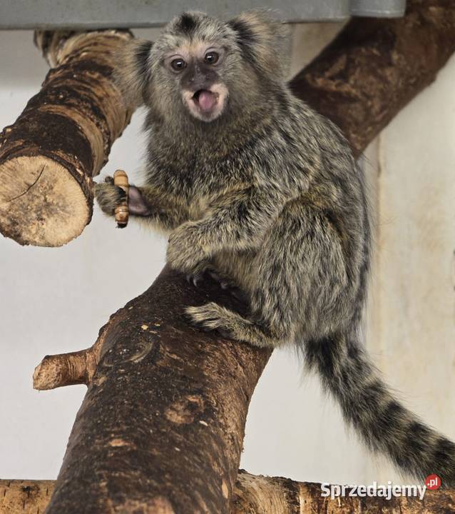 Małpka Marmozeta białoucha