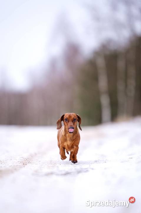 Jamnik Miniaturowy piesek FCI