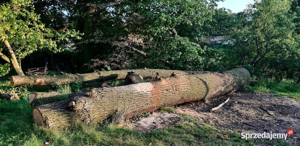 Kłody Dębowe zdrowe niesezonowane ponad 7 m3