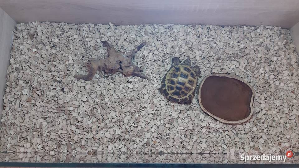 Żółw stepowy terrarium