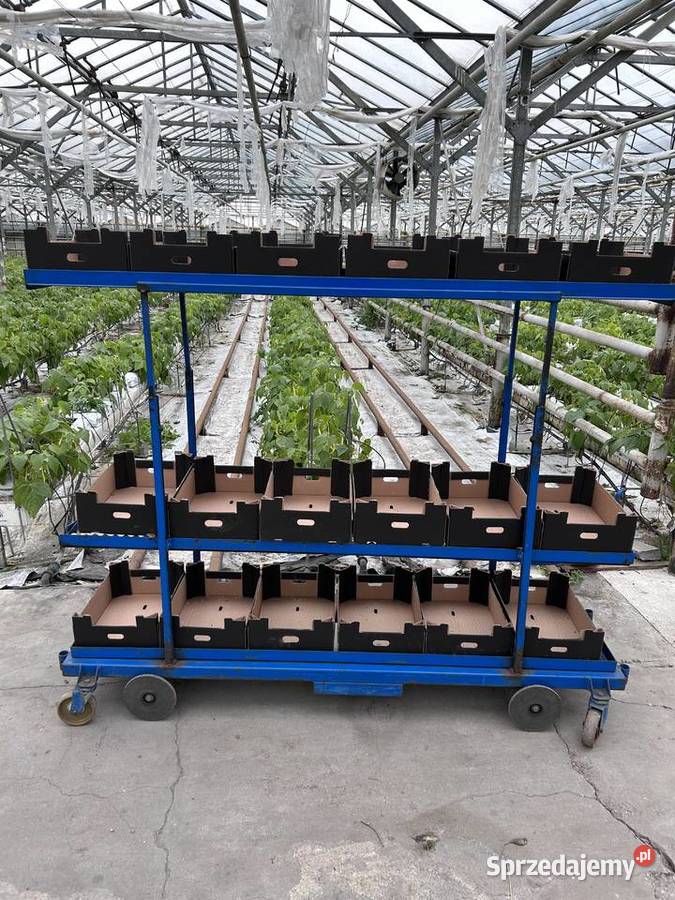 Wózek rolkowy szklarniowy do zbioru warzyw Śmigiel