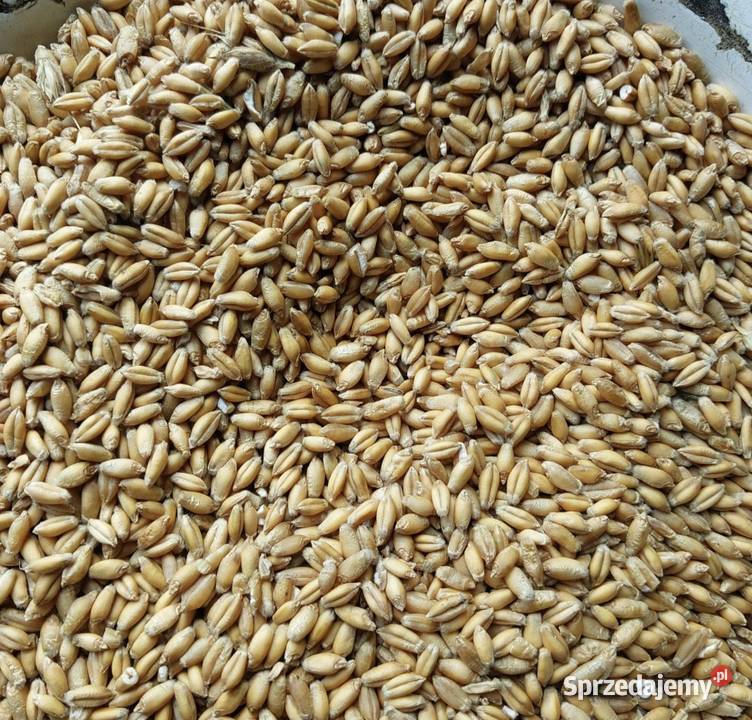 Przenżyto zbiór 2025 około 3t Opoczno