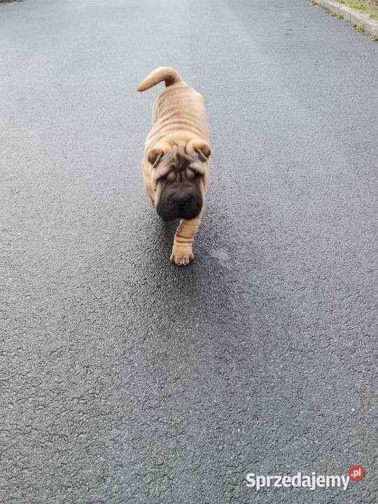 Shar pei szczeniaki wystawowe Opole