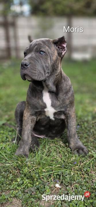 American Bandog Pozostałe Tuczna