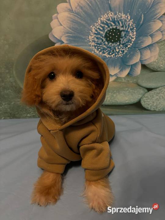 Maltipoo chłopiec f1