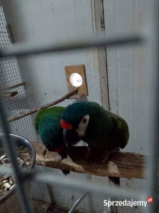 Ary marakany Zwierzęta Częstochowa