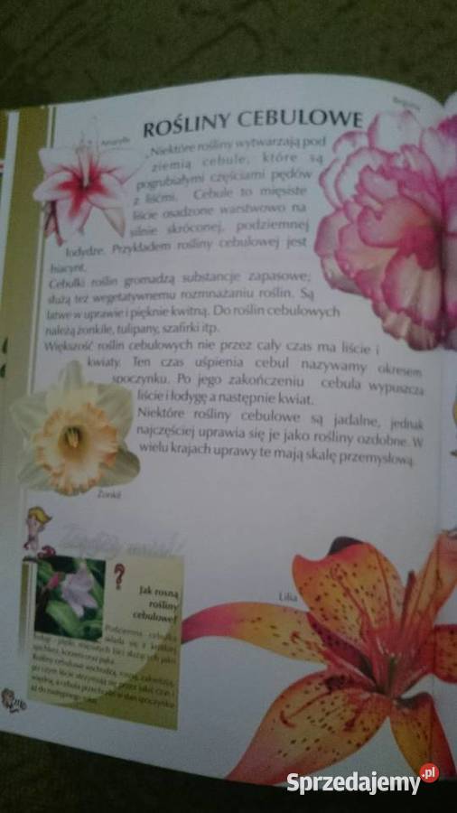 Encyklopedia dzieci Zadziwiający świat faktów Wrocław