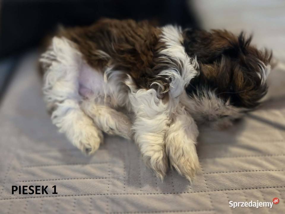 Sprzedam szczeniaczki Shih Tzu Nosów-Kolonie