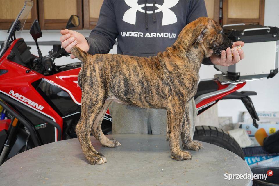Boerboel Szczenięta mastifa Warszawa