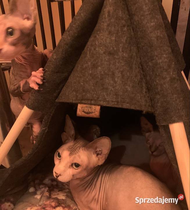 Sfinks Kanadyjski Reproduktor Sfinks Kanadijski