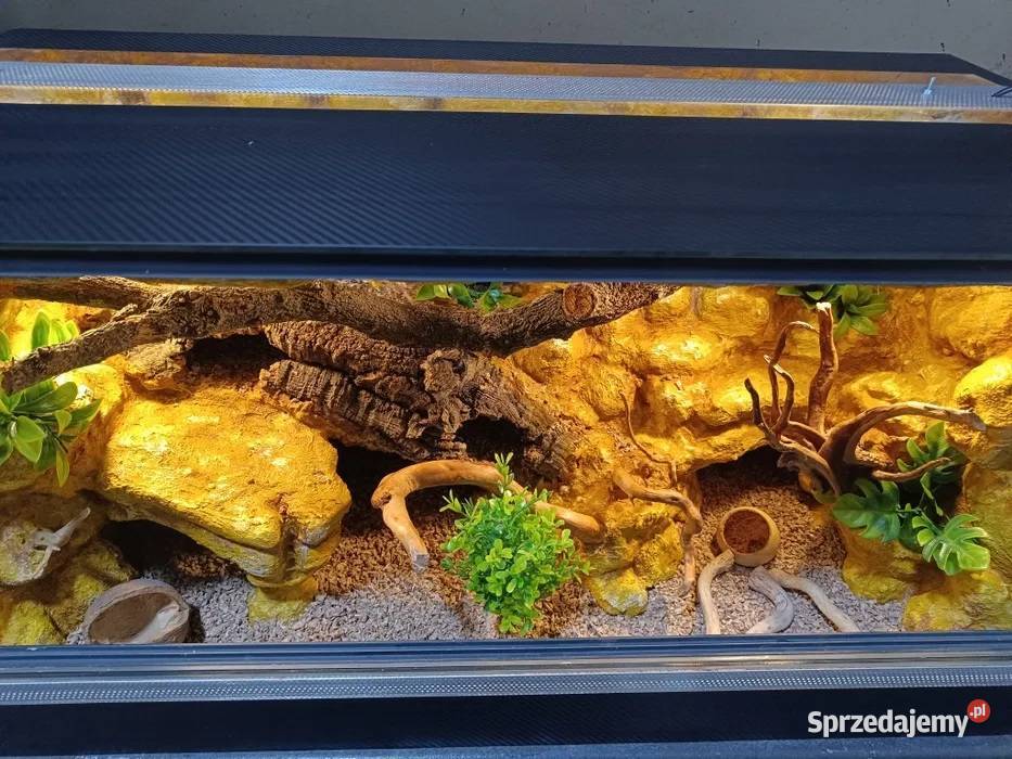 Terrarium gekon 80x40x40 Ostrów Wielkopolski