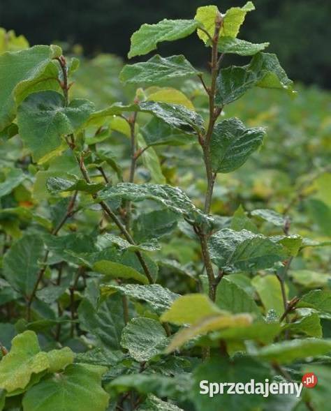 Buk sadzonki buka 2540 Buk sadzonki Wejherowo