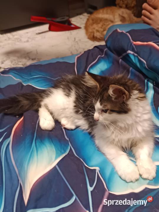 Kocur Maine coon z rodowodem zaplecze genetyczne Koty sprzedam