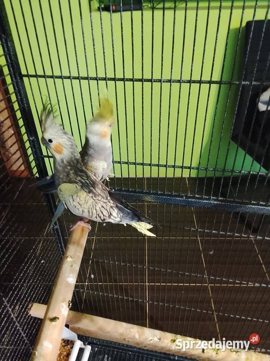 Papugi nimfy z klatka Brzeźno