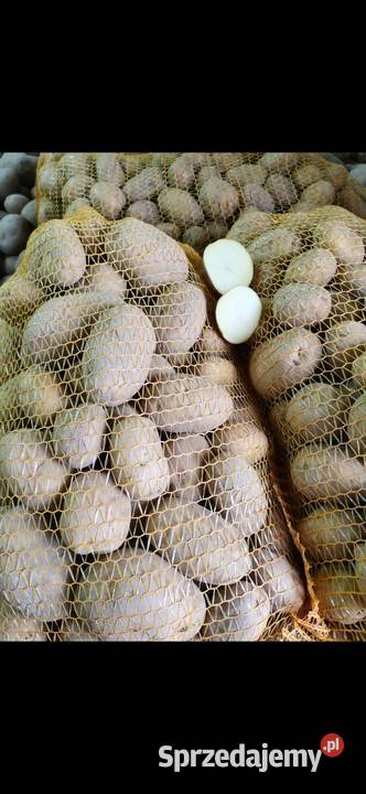 Sprzedam ziemniaki odmiany Denara i Bellarossa dolnośląskie Łozina