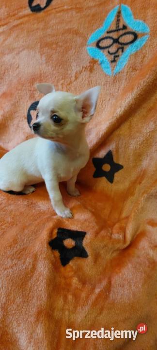 Chihuahua piesek długowłosy Warszawa