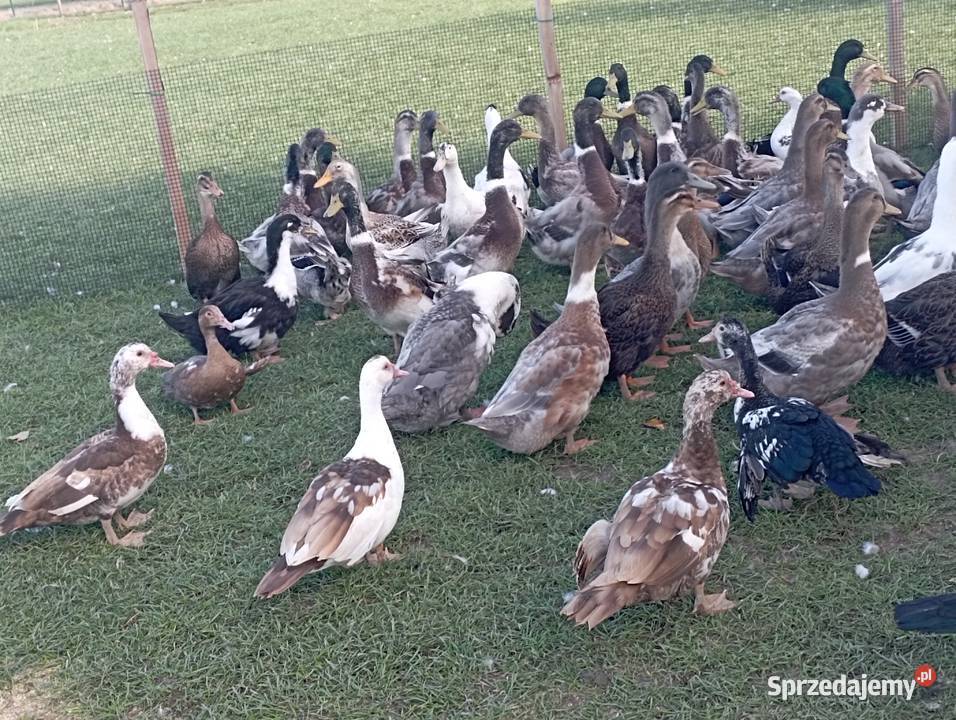 ŻYWE Kaczory Kaczki sporo sztuk MIX Do UbojuChów Golasowice