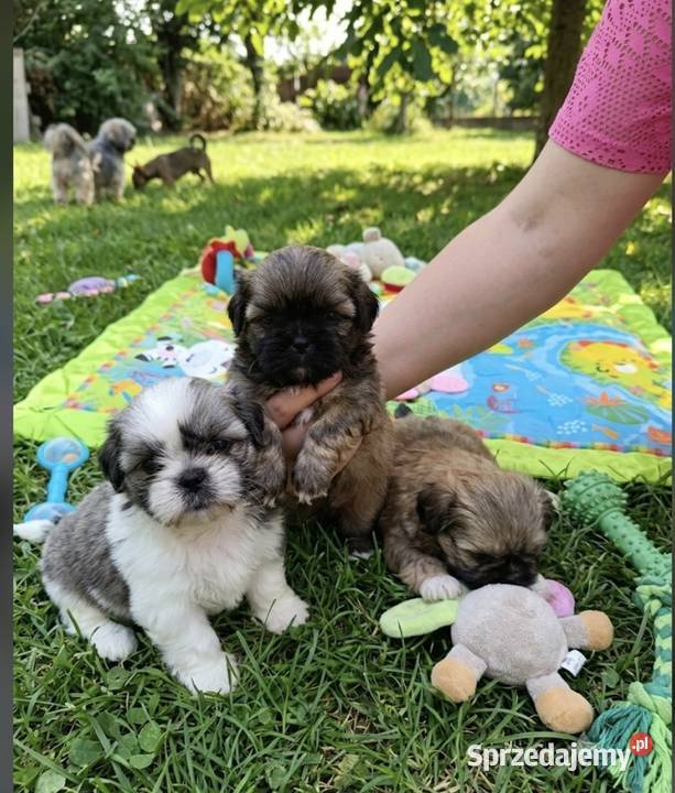 Shih tzu mazowieckie Płock