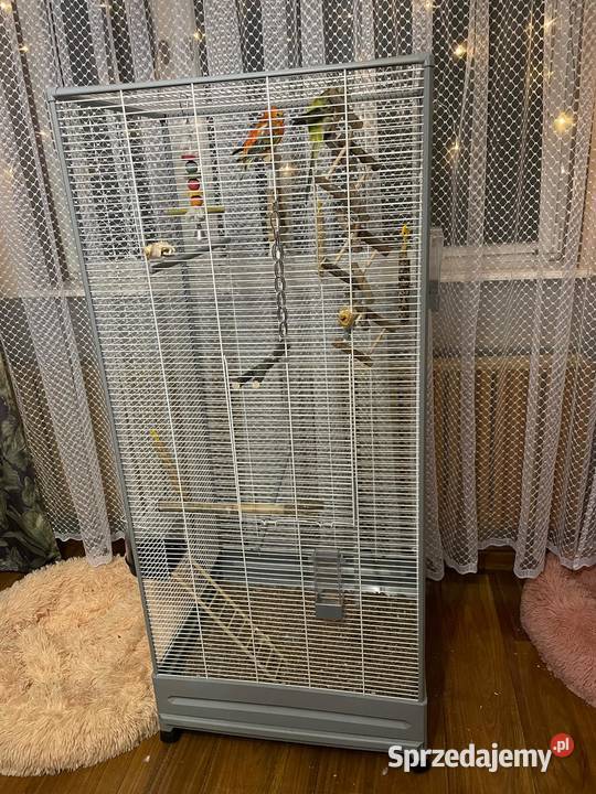 Dwie papugi Świergotki klatka Mysłowice
