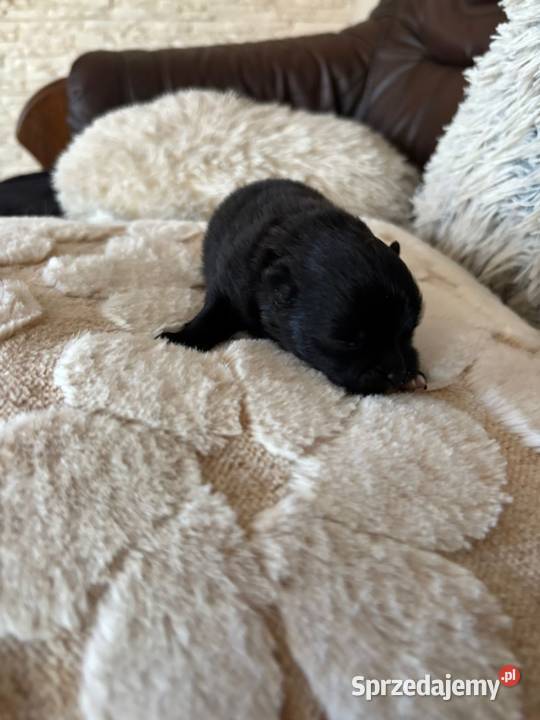 Szpic miniaturowy pomeranian boy Taciszów