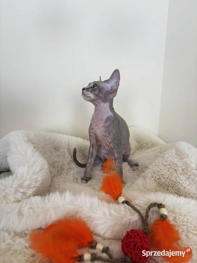Devon Rex cudowny Kocurek bicolor liliowy Koty Ustroń