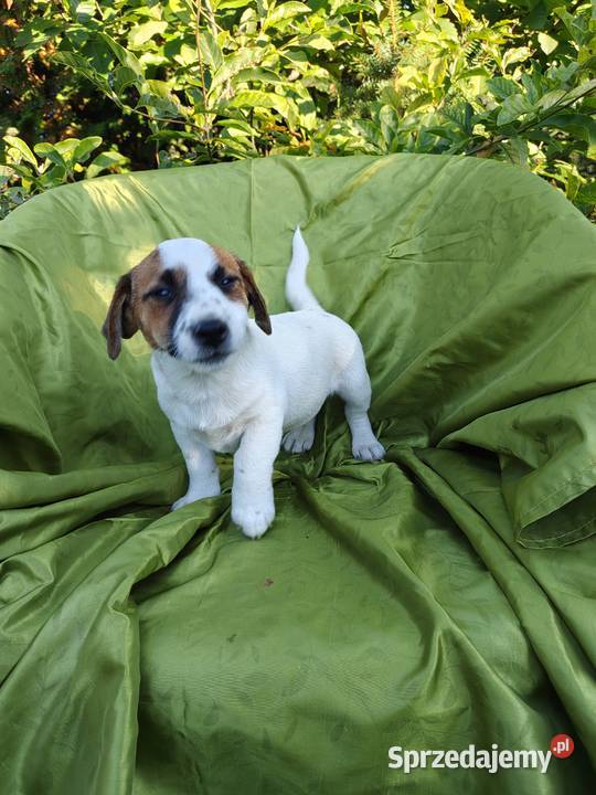 Wzorcowy Jack Russell terrier Doskonała budowa sprzedam