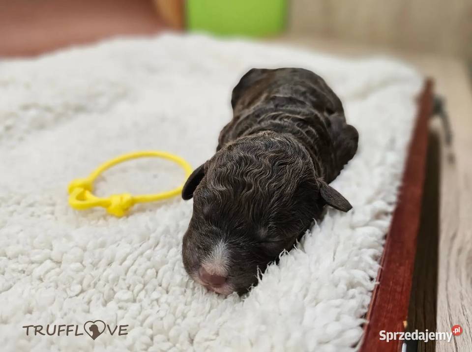 Lagotto Romagnolo ZKwPFCI samiec szczeniak Książenice