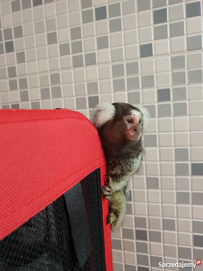 Małpki Marmozeta klatka Czaplinek sprzedam