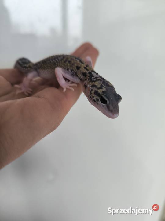 Eublefar lamparci Gdańsk sprzedam