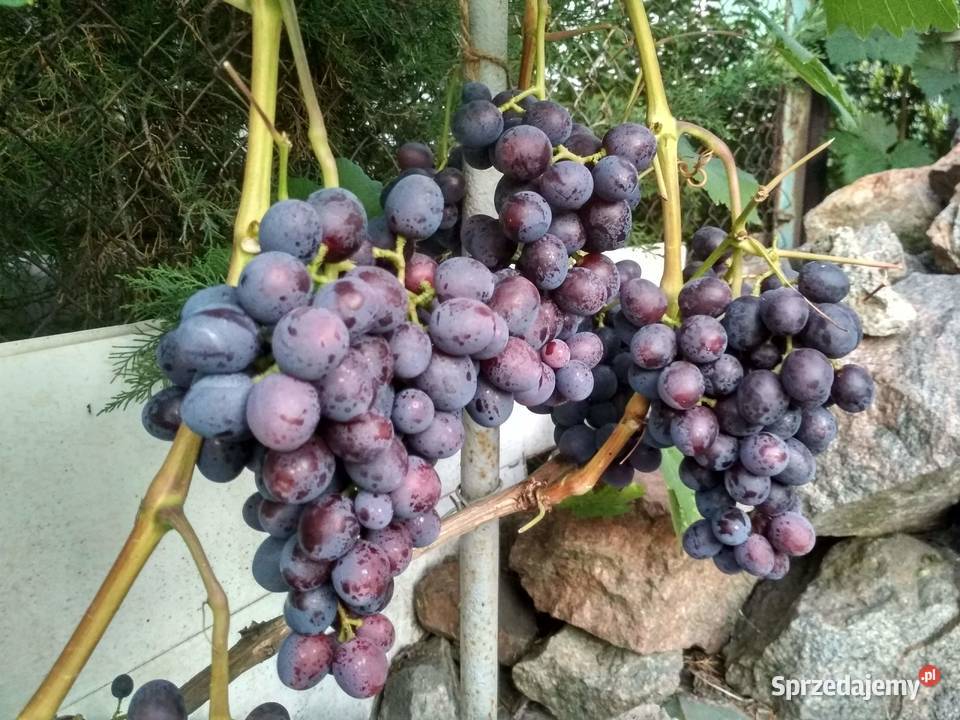 Sadzonki obiecujących odmian winogron Warszawa