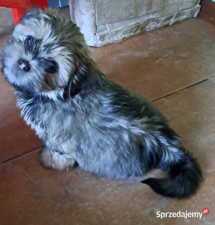 Przepiekne szczenieta lhasa apso kuzyn shih tzu Czersk