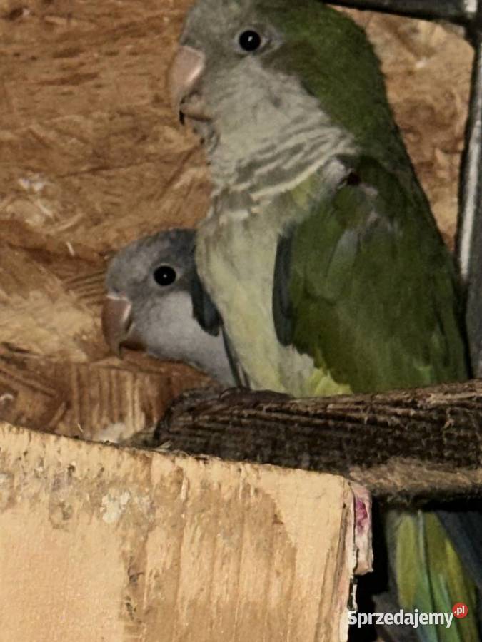 Papugi Swiergoty Łysa Góra