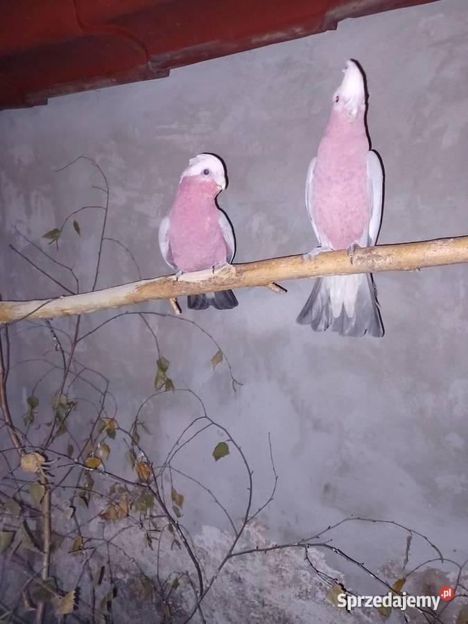 Sprzedam kakadu Pęckowo