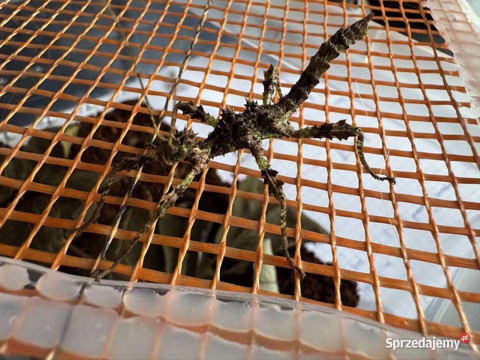 Straszyki na sprzedaż różne gatunki proszę pytać śląskie Jastrzębie-Zdrój