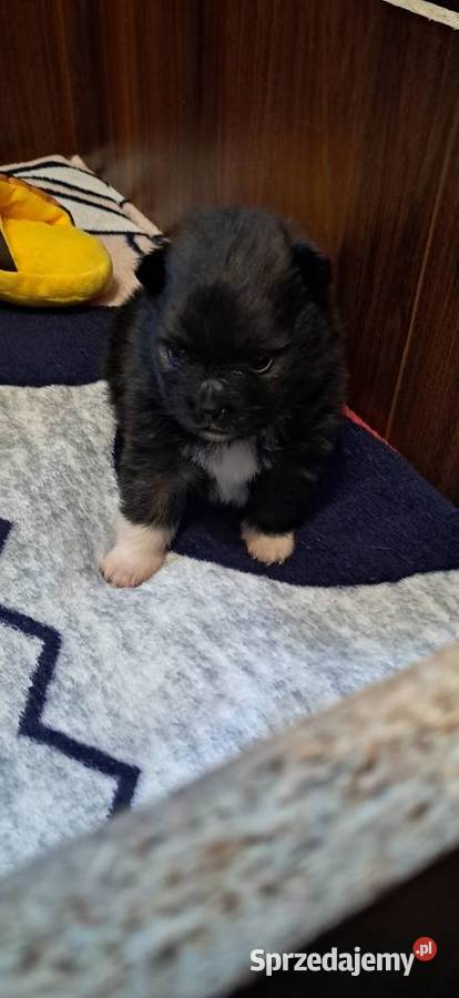 Szpic miniaturowy Słupca