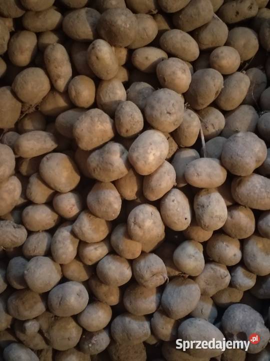 Sprzedam ziemniaki podkarpackie Łańcut