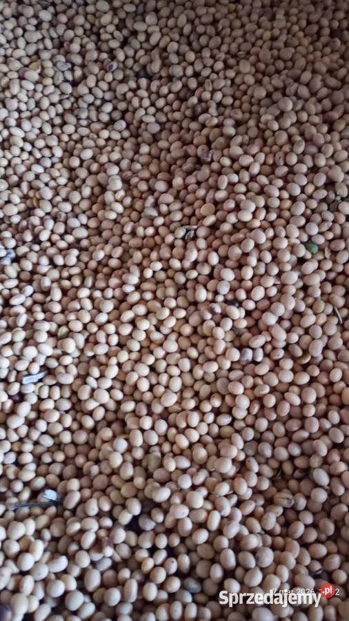 Soja Abaka i Amatia i gryka Zamość