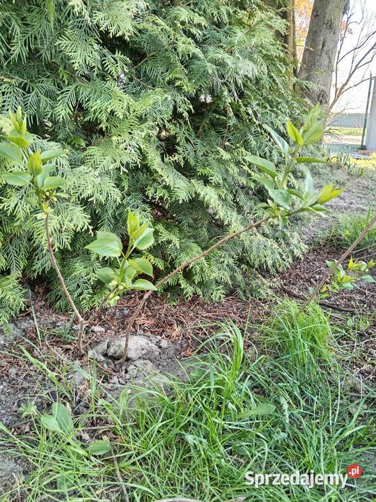 Bez lilak dwukolorowy Olesno