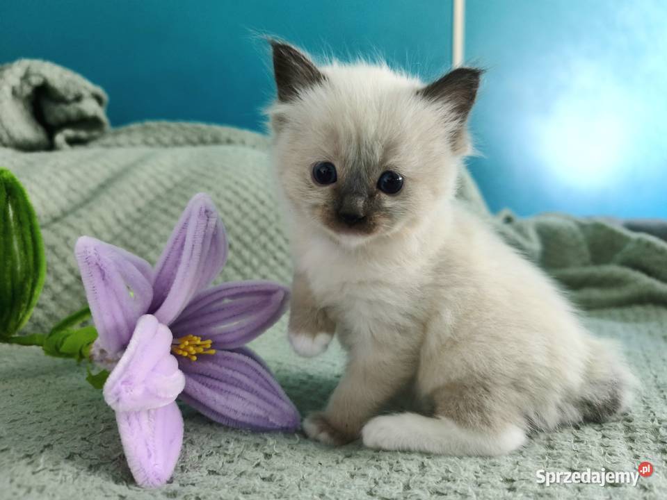 Kociaki Ragdoll Kraków