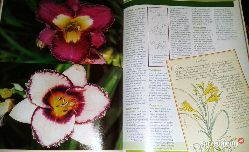 Działkowiec specjalny 12342004 lubelskie Chełm