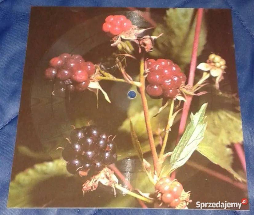 Pocztówka dźwiękowa P Loretz Ł Prus