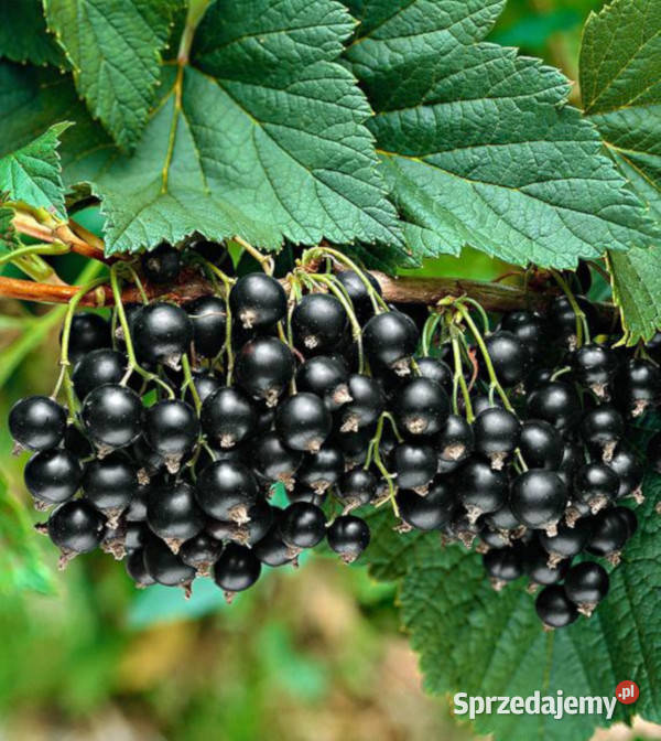 PORZECZKA CZARNA TITANIA sadzonki w doniczkach Ustronie