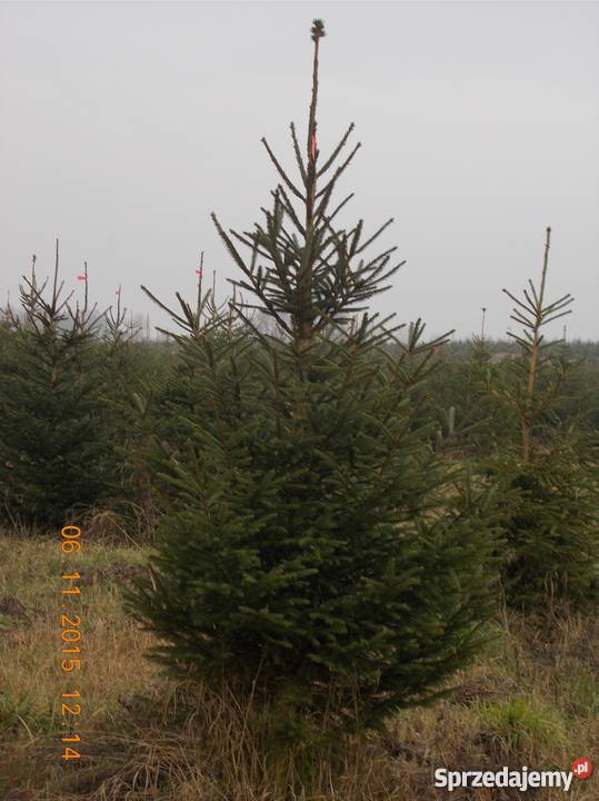 CHOINKI JODŁA ŚWIERK DONICZKA CIĘTY Mszczonów