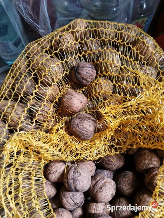 Orzechy włoskie Orzechy łódzkie Łowicz