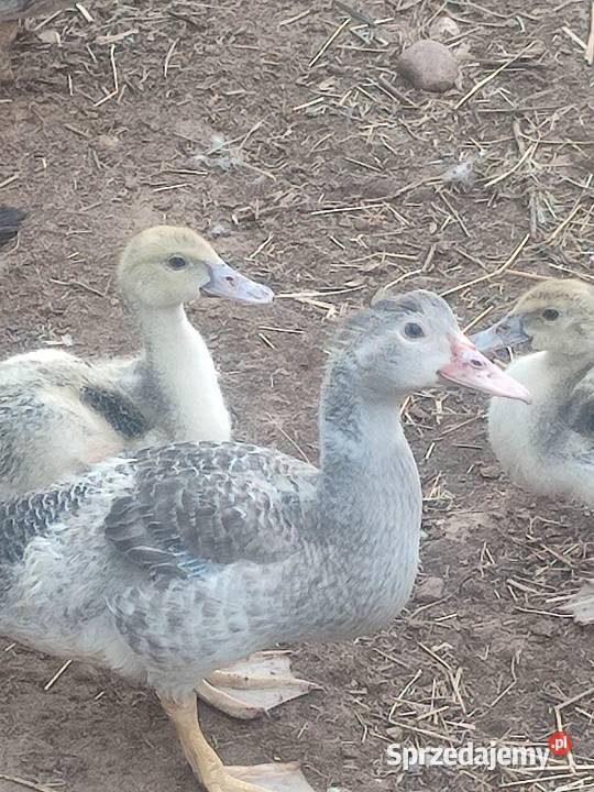 Kaczki francuskie czekoladowe Białystok