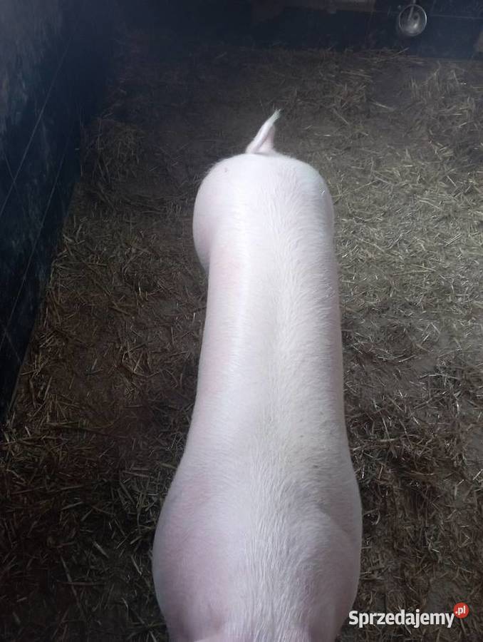 Tucznik tuczniki świnie Niedźwiada